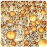 Псилоцибиновые (галлюциногенные)  грибы Psilocybin "Golden Teacher" в Кеми