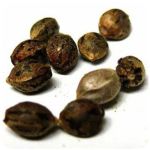 Семена марихуаны АК-47  (Seeds AK-47) в Кеми
